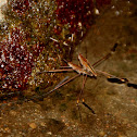 water strider (gerridae)