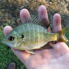 Bluegill