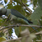 Malabar Parakeet  / Blue-winged Parakeet