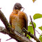 American Robin