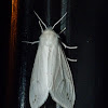 Agreeable tiger moth