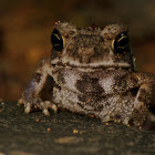 Common Indian Toad