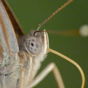 Hackberry emperor