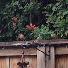 Female and male house finch and white crown sparrow