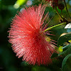 Calliandra