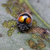 Vegetarian Ladybird