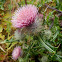 Indian Thistle