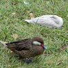 White-Cheeked Pintail