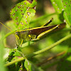 Obscure bird grasshopper