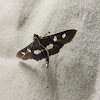 Grape leaffolder (moth)