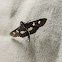 Grape leaffolder (moth)