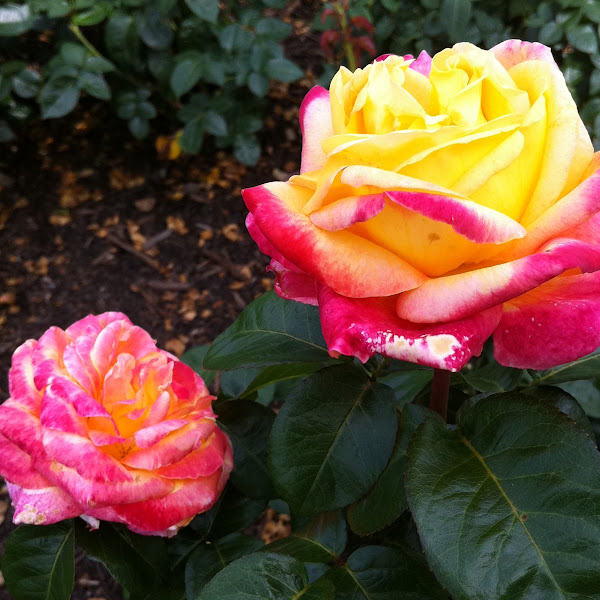 Rose | Project Noah