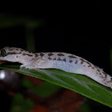 Taylor's Bow-fingered Gecko