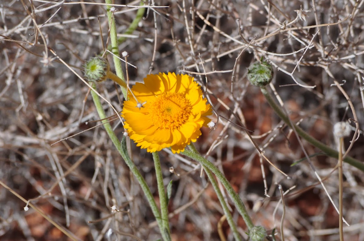 Desert marigold