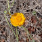 Desert marigold