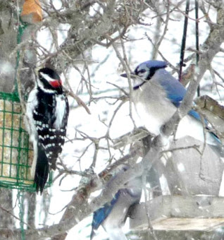 Blue jay and Hairy Woodpecker (?)