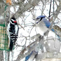 Blue jay and Hairy Woodpecker (?)