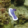 Hypselodoris sp.