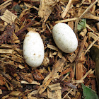 Snake's eggs