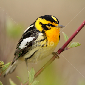 Blackburnian Warbler by Robert Huebner - Animals Birds