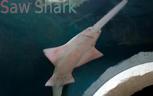 【免費教育App】Sharks of the World-APP點子