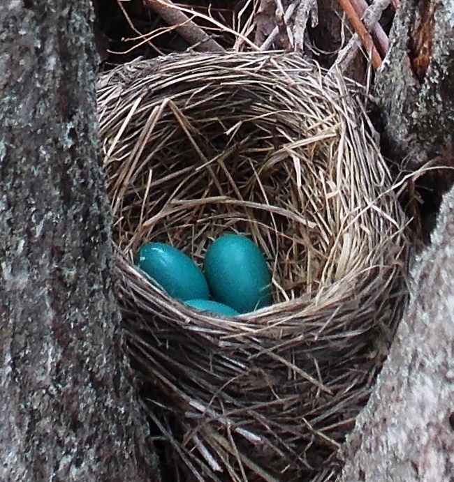 American Robin (Nest with eggs)