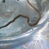 Shovel-headed garden flatworm