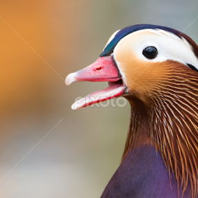 Mandarin Duck by Abeselom Zerit - Animals Birds