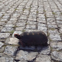 Jabuti / Red footed tortoise