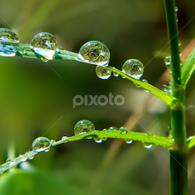 Dew On The Grass  by Raj Nandi - Nature Up Close Leaves & Grasses