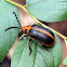 Leaf Beetle