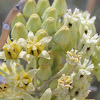 Desert Milkweed, Ajamente