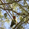 Rosy face love bird