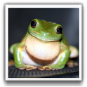 Cute Frog Wallpapers icon