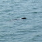 Harbour Seal