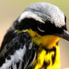 Magnolia warbler