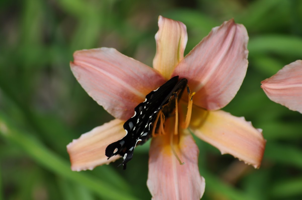 Orange Day Lily being visited by a female Eastern Tiger Swallowtail