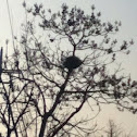 Korean Magpie Nests