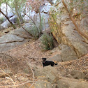 Black Labrador Retriever (zoey)