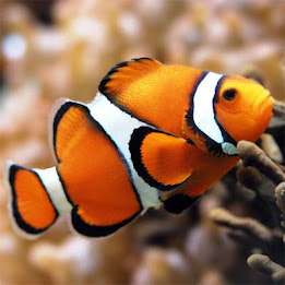 Fish Jigsaw Puzzles poster 3