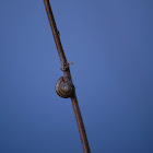 Snail