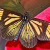 Guatemalan Actinote  Butterfly
