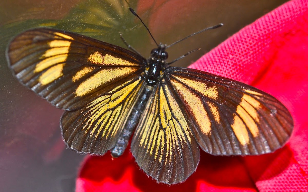 Guatemalan Actinote  Butterfly