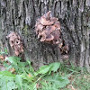 clustered brown-gilled dried mushroom scattered up side of dead tree