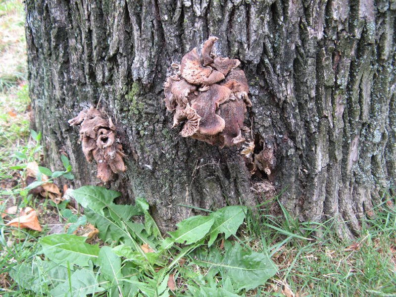 clustered brown-gilled dried mushroom scattered up side of dead tree