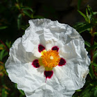 Gum Rockrose