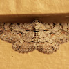 Texas Gray Moth
