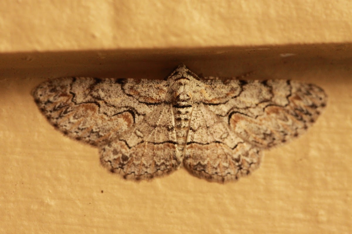 Texas Gray Moth