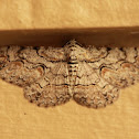 Texas Gray Moth