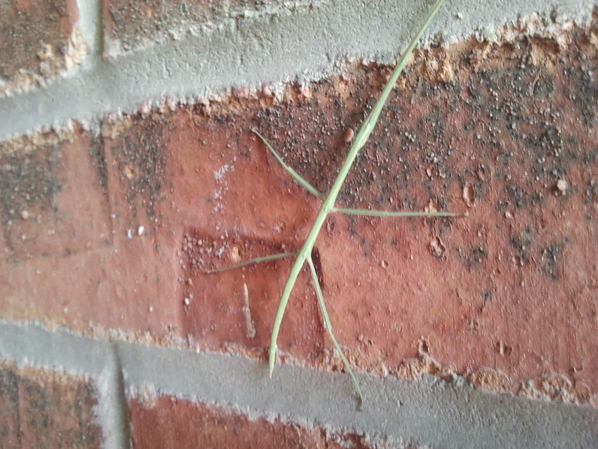 Green Walking Stick